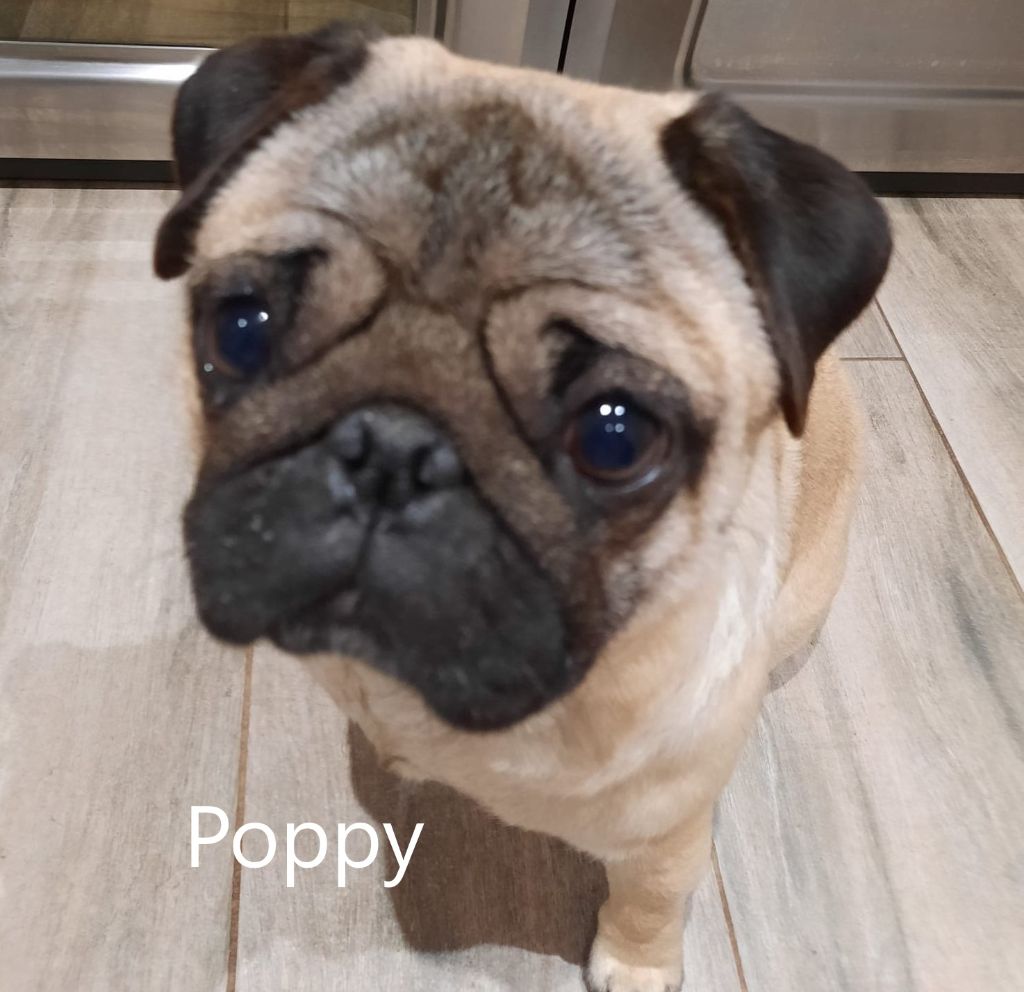 Poppy de Aazard'Jat