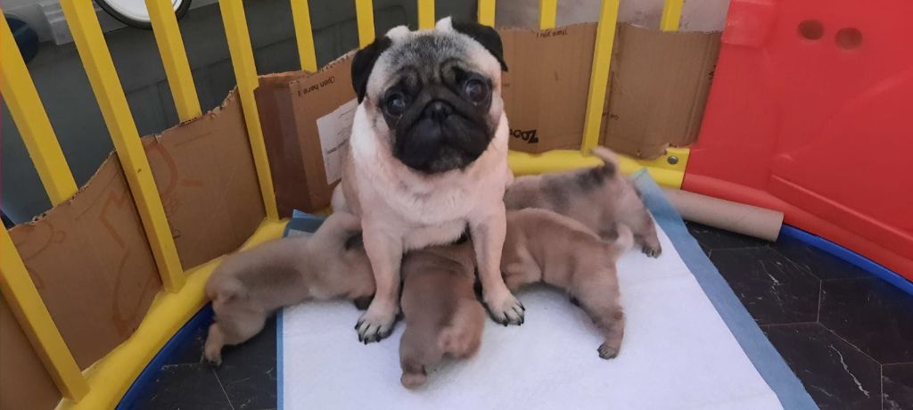 Bébés de Poppy et Obama