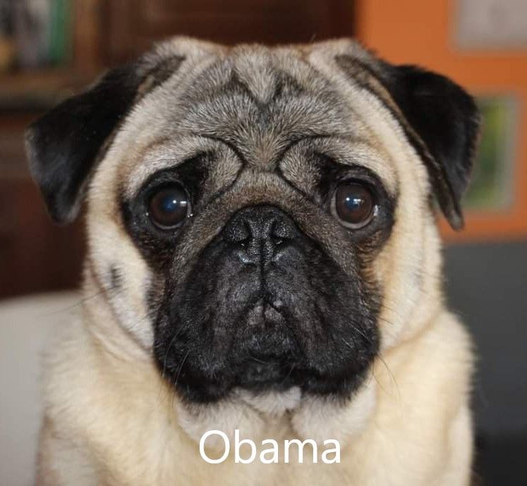 CH Obama de Aazard'jat
