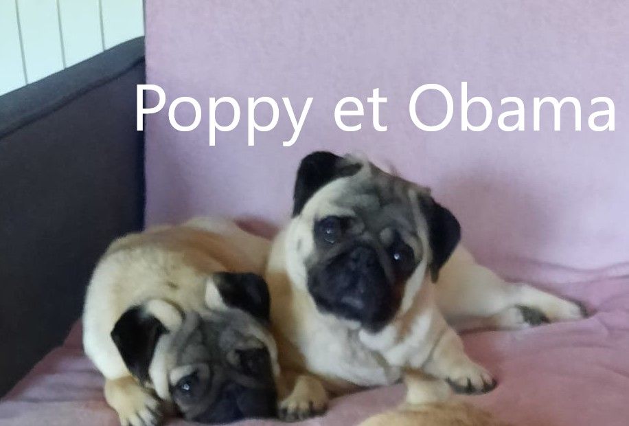 Poppy de Aazard'jat